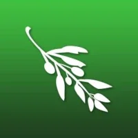 Olive (Mac)
